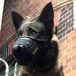 Прогулочный намордник «Avoid bites» для немецкой овчарки